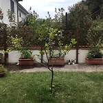 Il Pettirosso