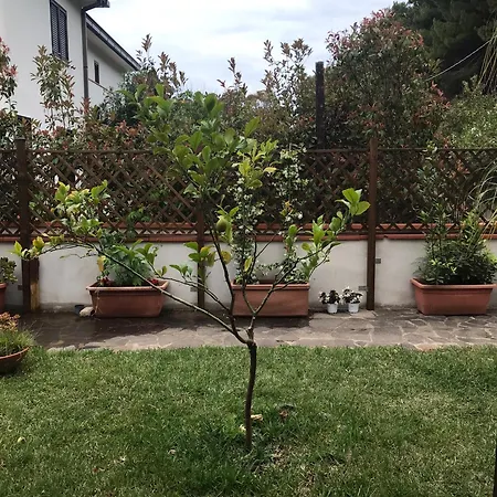 Il Pettirosso
